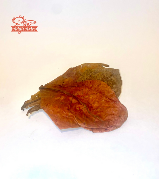 Aquatic Almond Leaves